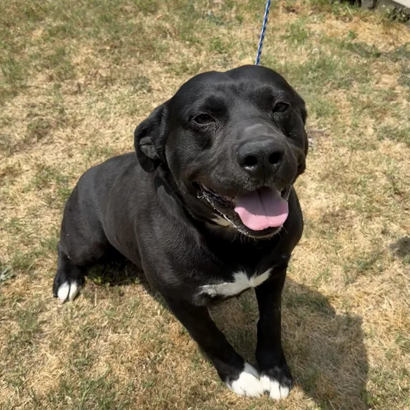 An adult medium-sized male Black Pit Bull Terrier dog named Bobby Joe for adoption in Columbia, SC