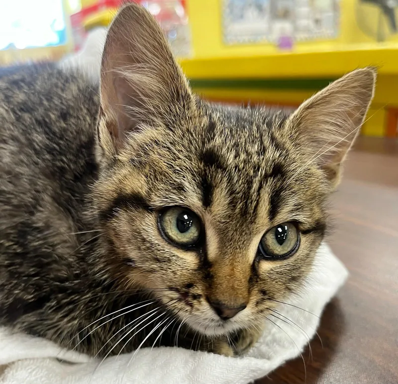 Tayzee — Tiny  thumbnail 3