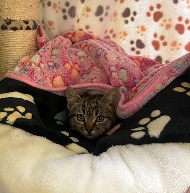 Tayzee — Tiny  thumbnail 6