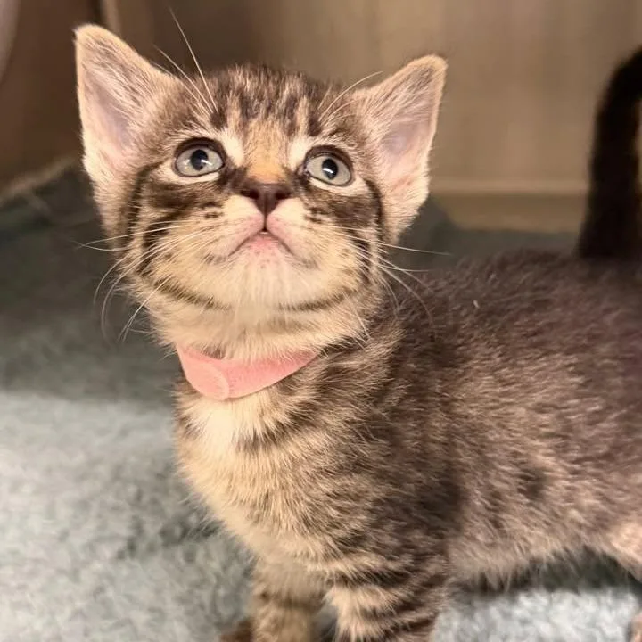 A baby small-sized female Brown / Chocolate Domestic Short Hair cat named Milan for adoption in Kingman, KS