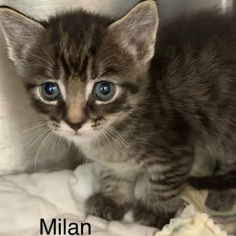Milan thumbnail 2