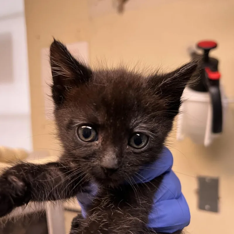 Jiji