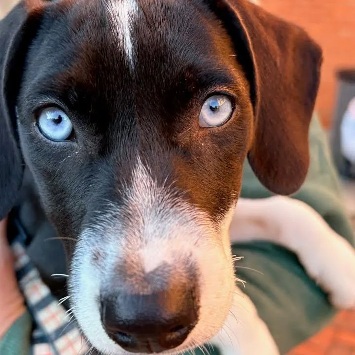 A young medium-sized female Beagle dog named Missy for adoption in Fenton, MI