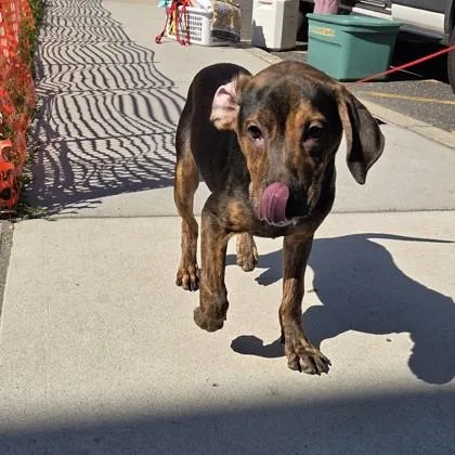 A baby small-sized female Hound dog named Sage for adoption in Voorhees, NJ