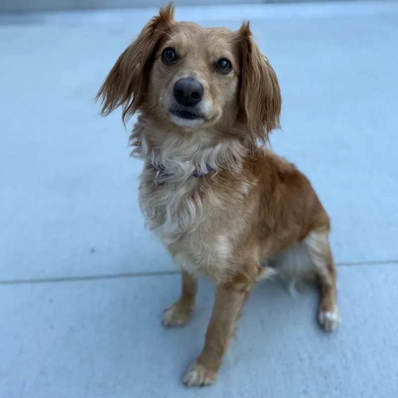 A young small-sized female Golden Dachshund (Long Haired) dog named Pomelo for adoption in Monticello, IA