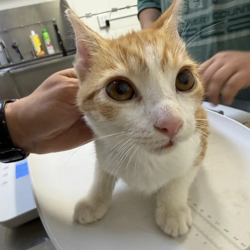 A baby small-sized female Orange / Red Domestic Short Hair cat named Sprinkles for adoption in Perkiomenville, PA