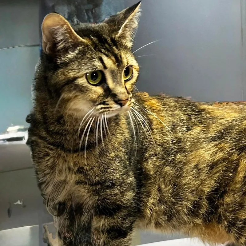 An adult medium-sized female Brown / Chocolate Domestic Short Hair cat named Mama Fraser for adoption in Mount Juliet, TN