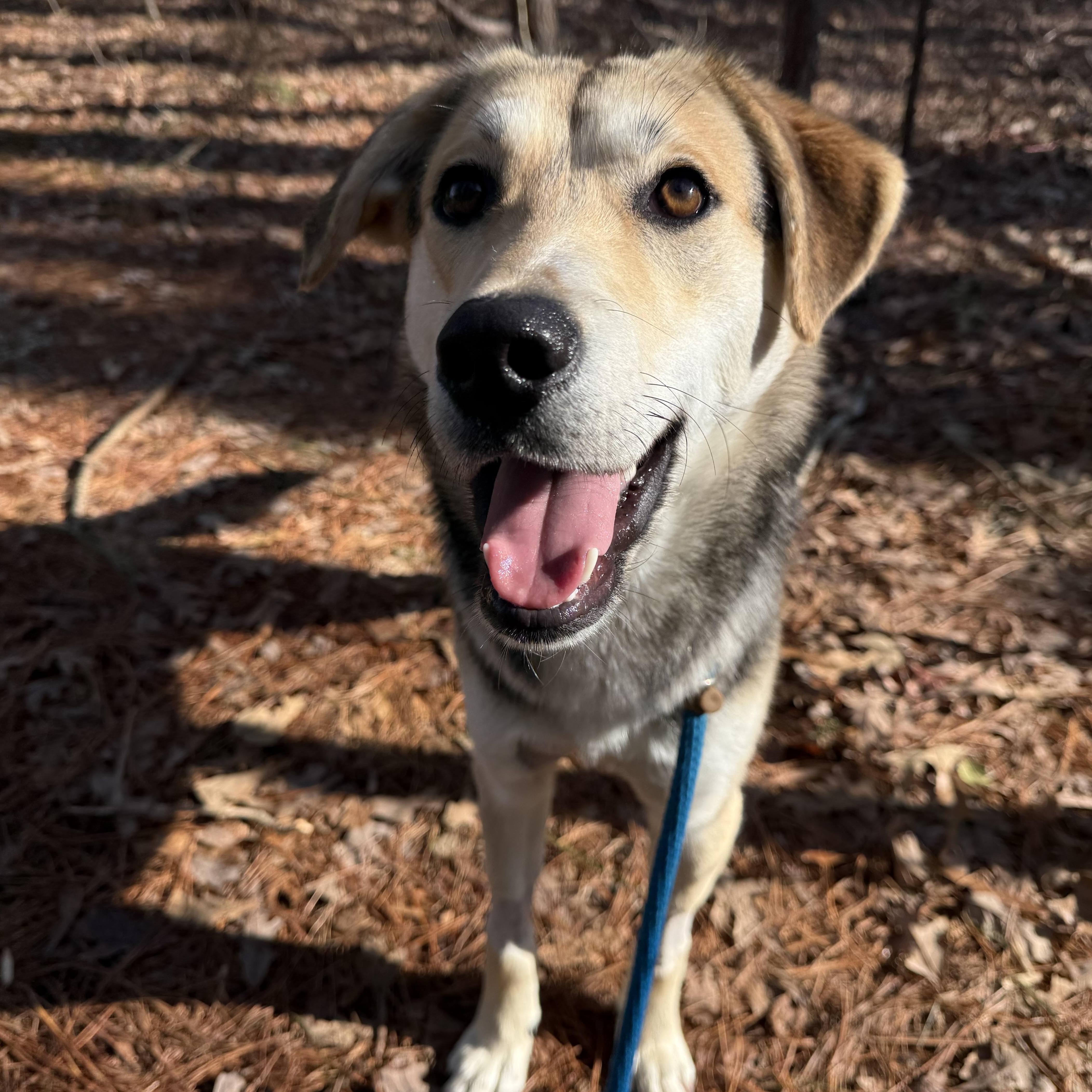 A young medium-sized male Tricolor (Brown, Black, & White) German Shepherd Dog dog named Alvin for adoption in Saluda, VA