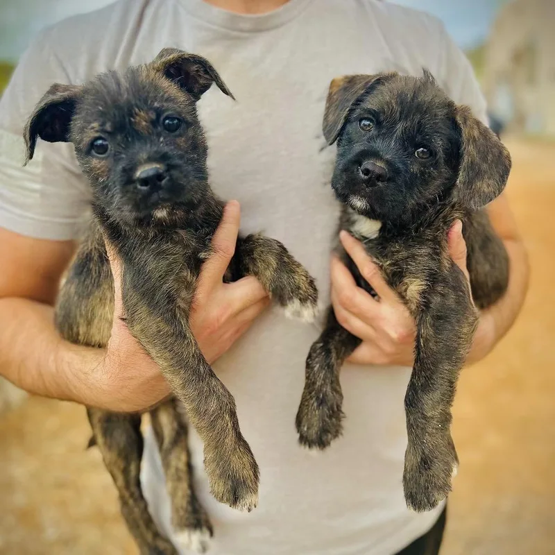 A young small-sized female Terrier dog named Maya for adoption in Phoenix, AZ