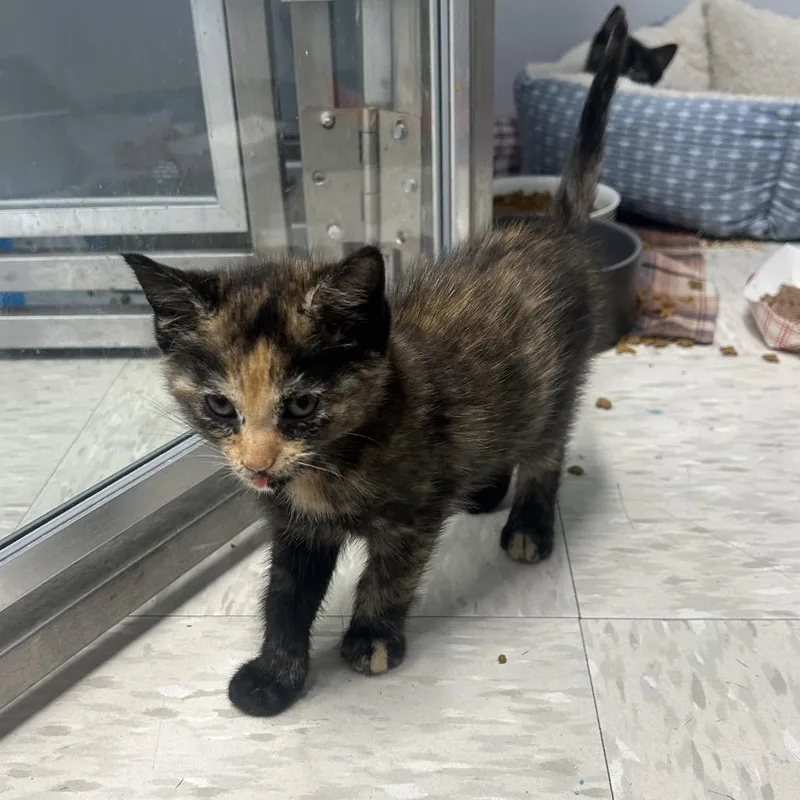 A baby small-sized female Black Domestic Short Hair cat named Nia for adoption in Binghamton, NY