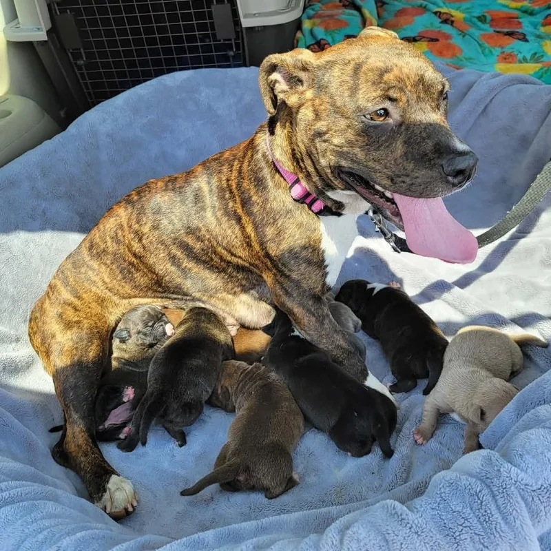 A baby medium-sized female Brindle American Staffordshire Terrier dog named Spare Tire for adoption in Olathe, KS