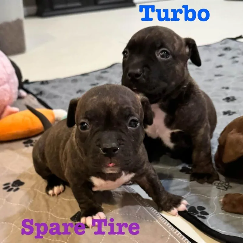 Spare Tire thumbnail 3