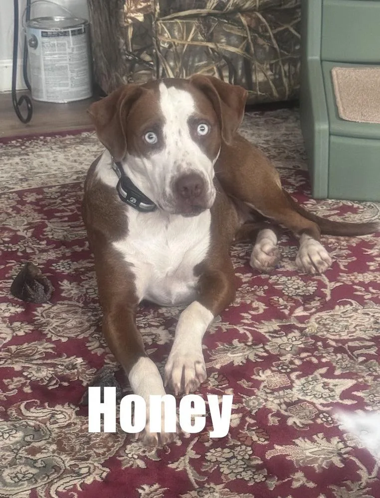 An adult medium-sized female White / Cream Pit Bull Terrier dog named Honey for adoption in Irwin, PA