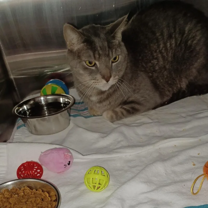 An adult large-sized male Domestic Short Hair cat named Chestnut for adoption in Oak Park, IL