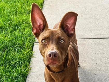 A young medium-sized male Brown / Chocolate Mixed Breed dog named Blake for adoption in Georgetown, TX