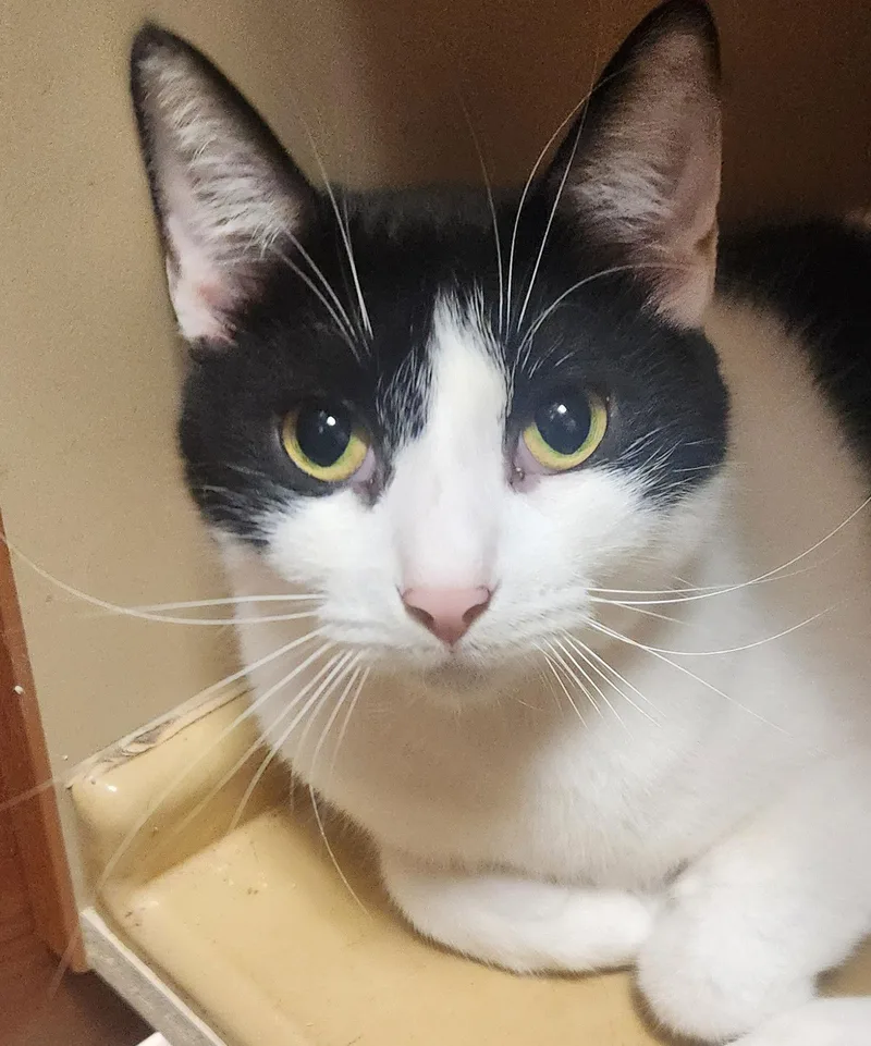 Marilyn Petsmart Aventura