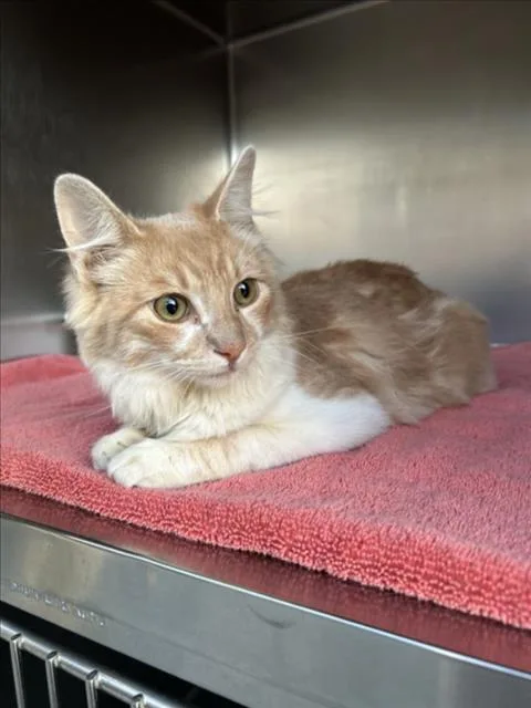A young medium-sized male Domestic Long Hair cat named Bronx for adoption in Norco, CA