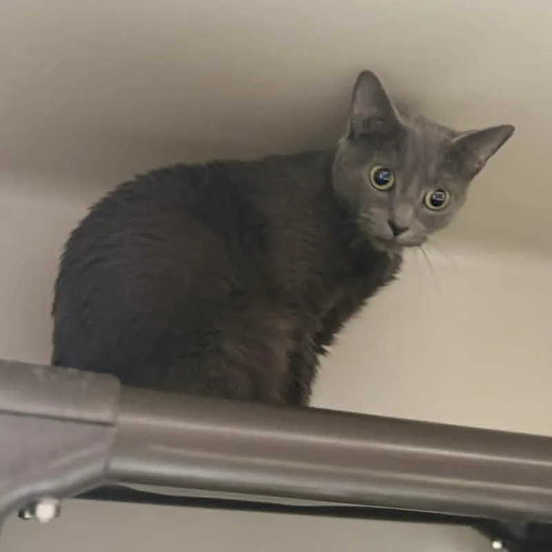 An adult small-sized female Cream / Ivory Domestic Short Hair cat named Scarlett for adoption in Caryville, TN