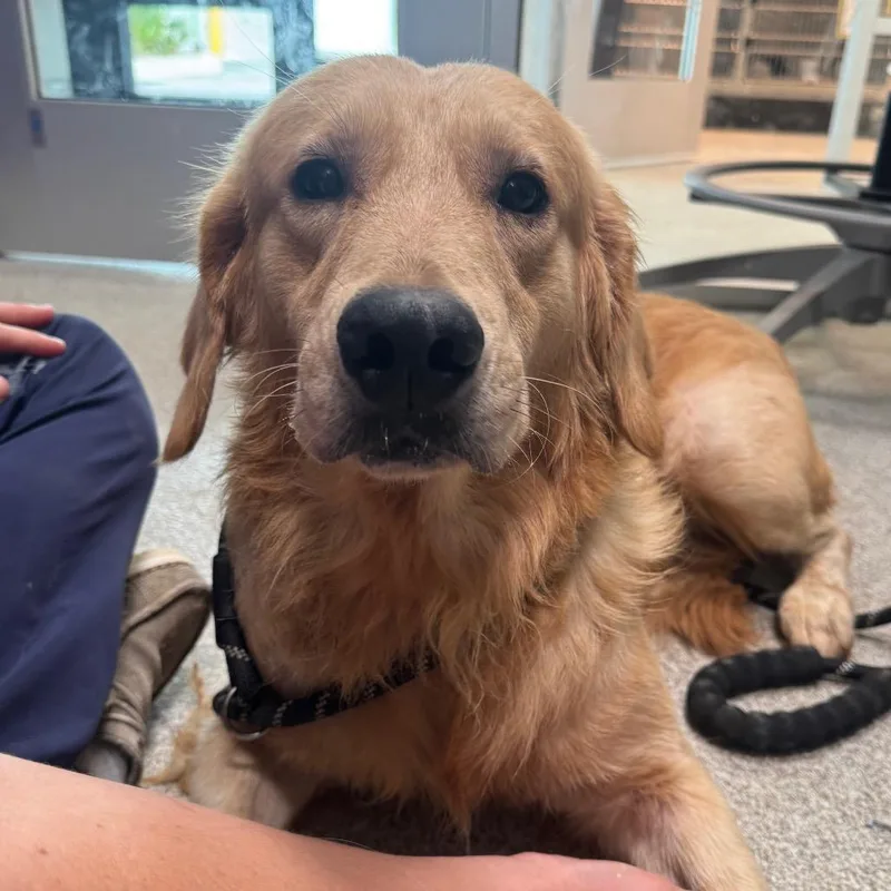An adult medium-sized male Golden Retriever dog named Atticus for adoption in Englewood, FL