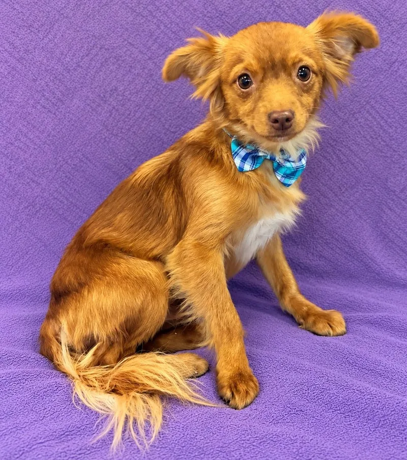 A baby small-sized male Red / Chestnut / Orange Chihuahua dog named Milo for adoption in Lodi, CA