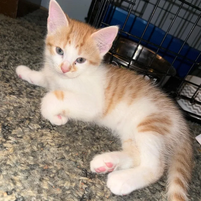 A baby medium-sized male Domestic Short Hair cat named Elderberry for adoption in Wilmington, OH
