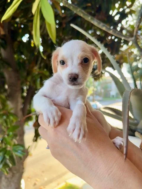 A baby small-sized female Maltese dog named Peony for adoption in Los Angeles, CA