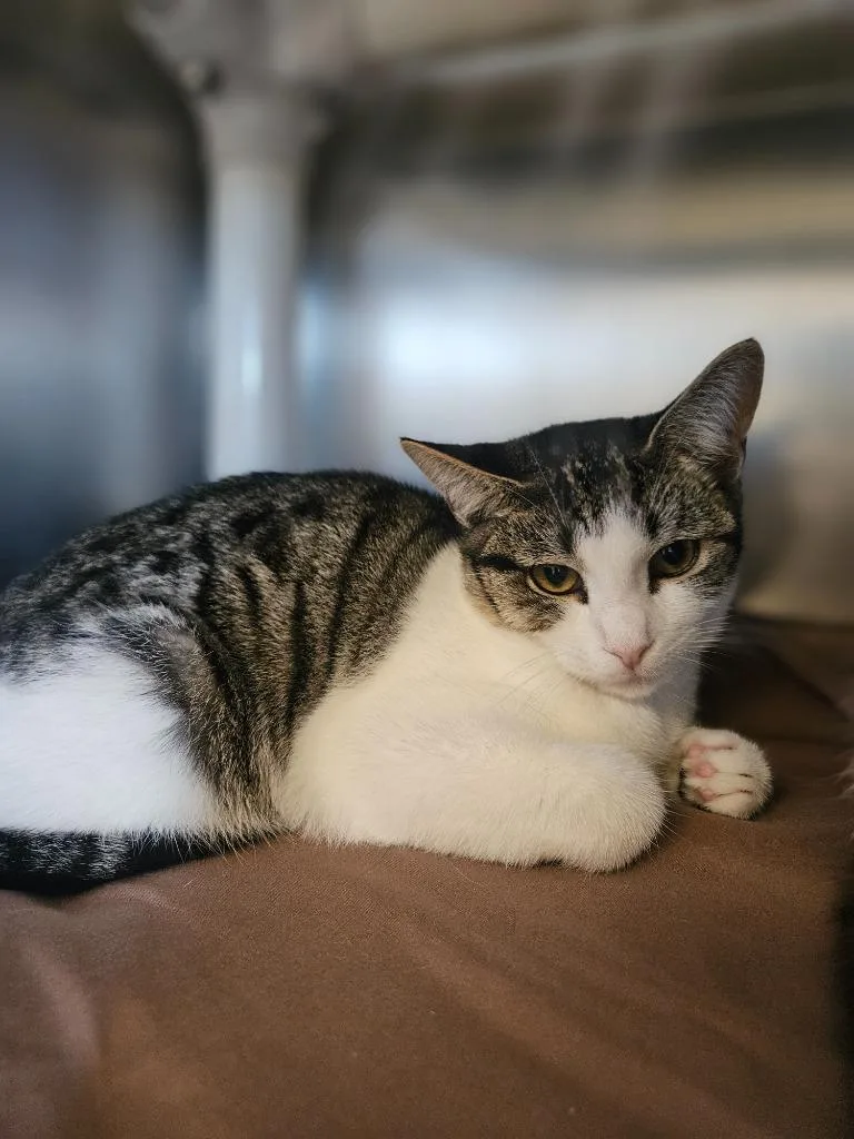 A baby medium-sized female Domestic Short Hair cat named Fortuna for adoption in Pomona, NY