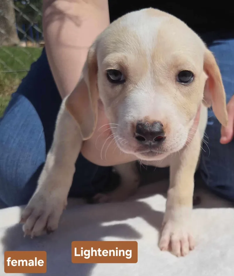 Lightening  $ thumbnail 2