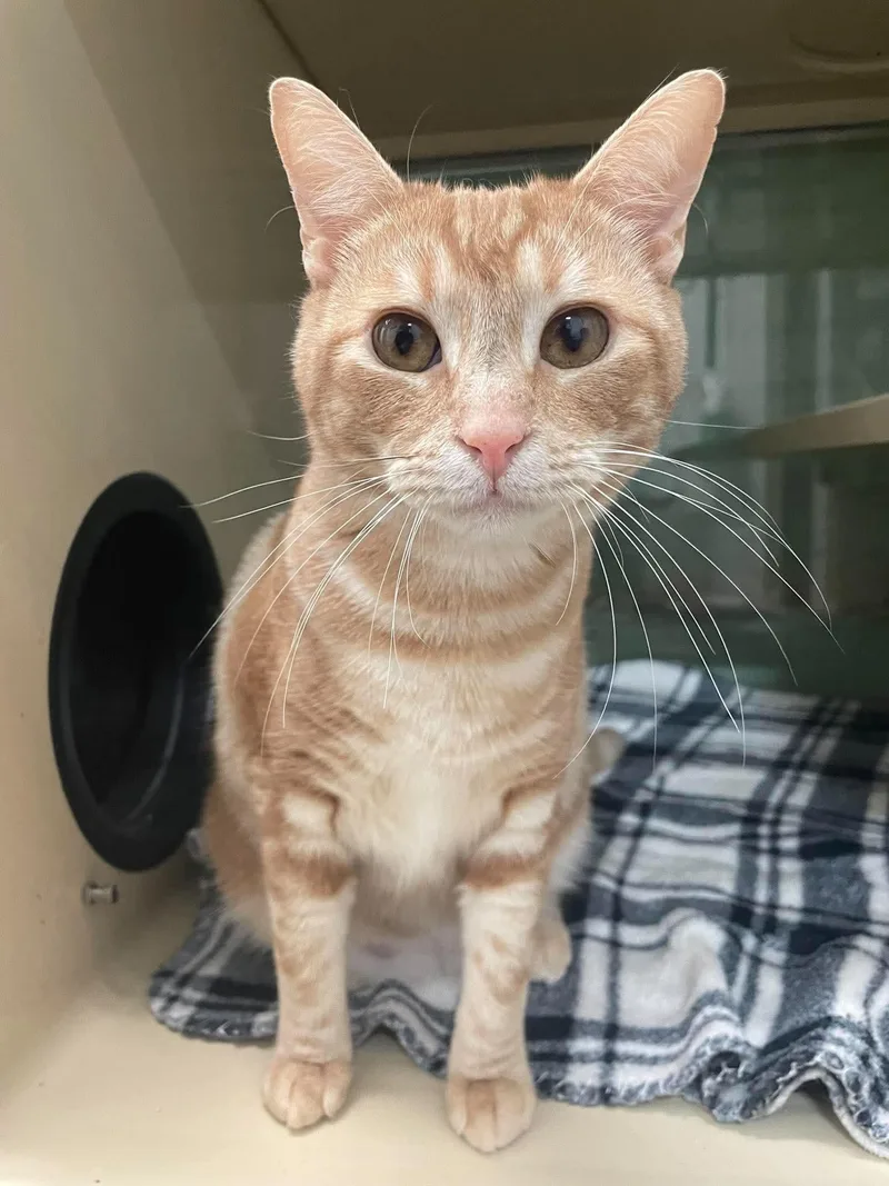 A young medium-sized male Orange / Red Domestic Short Hair cat named Calculator for adoption in Gonic, NH