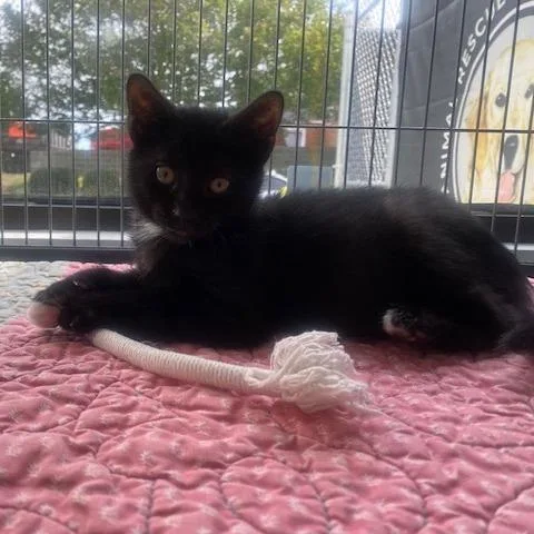 A baby small-sized male Black Domestic Short Hair cat named Jack for adoption in Chesapeake, VA
