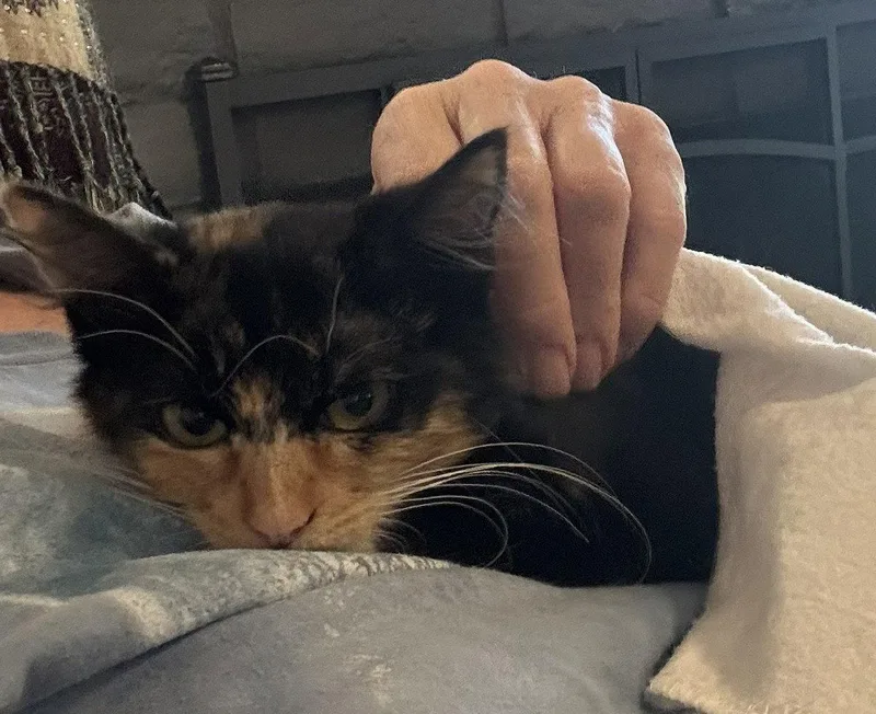 A baby medium-sized female Calico cat named Bonnie for adoption in San Jose, CA