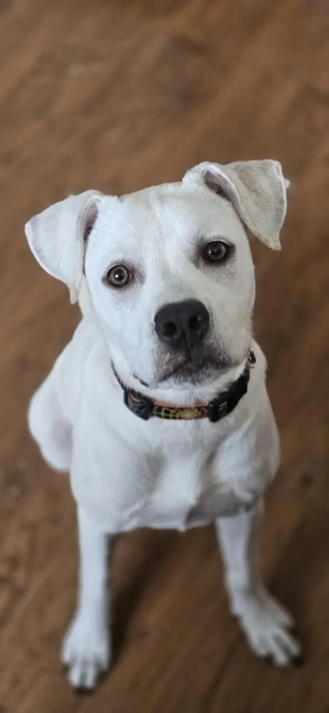 Daisy Mae thumbnail 2