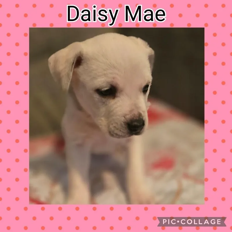 Daisy Mae thumbnail 6