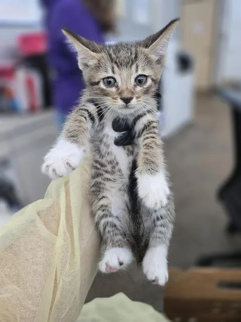 A baby medium-sized male Domestic Short Hair cat named Deveraux for adoption in Dallas, TX