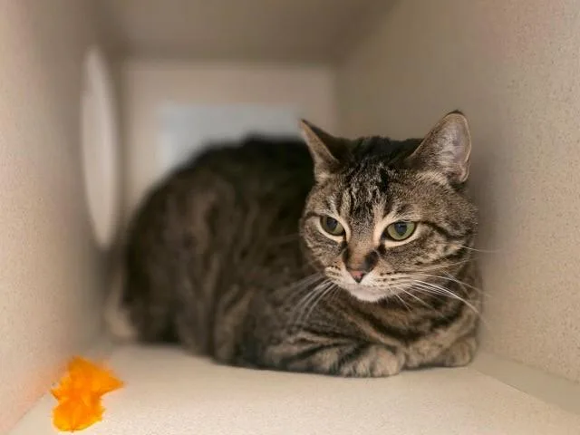 A young small-sized female Domestic Short Hair cat named Peanut for adoption in Denver, CO