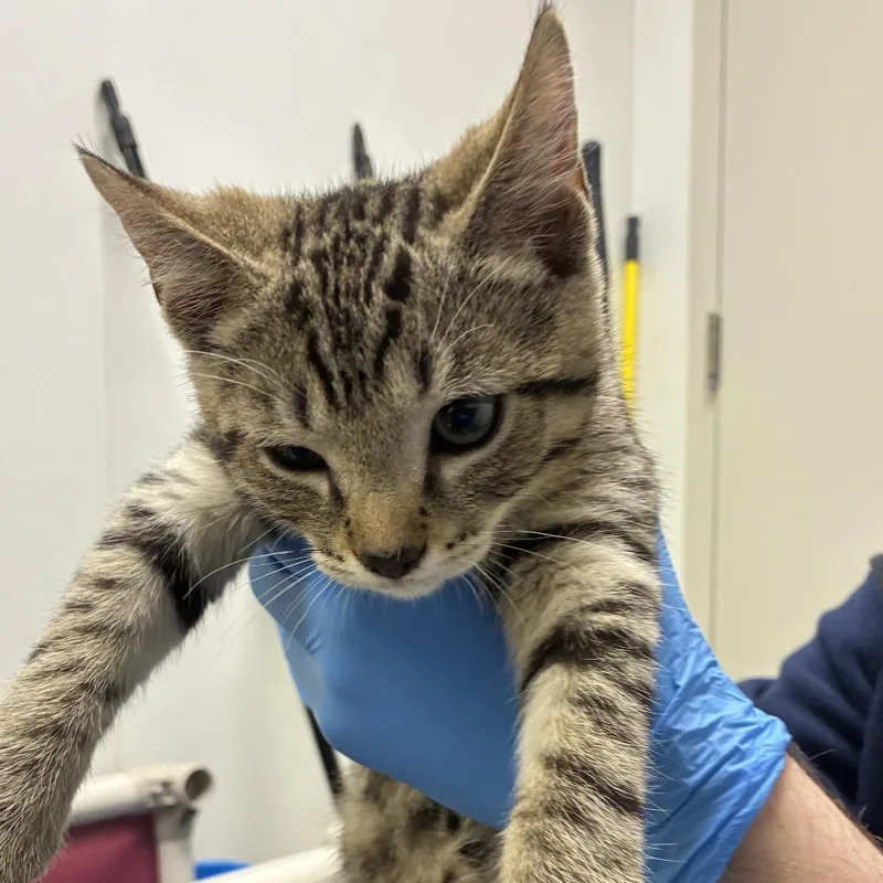 A baby small-sized male Gray / Blue / Silver Domestic Short Hair cat named 71512 for adoption in Harrisonburg, VA