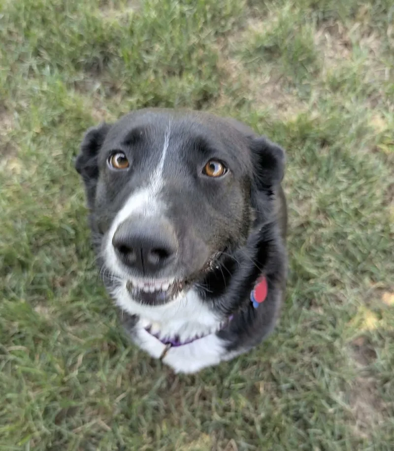 An adult medium-sized female Black Australian Shepherd dog named Mya for adoption in Culpeper, VA