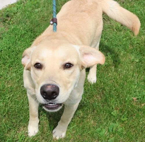 A young medium-sized male Labrador Retriever dog named Buddie for adoption in Thief River Falls, MN