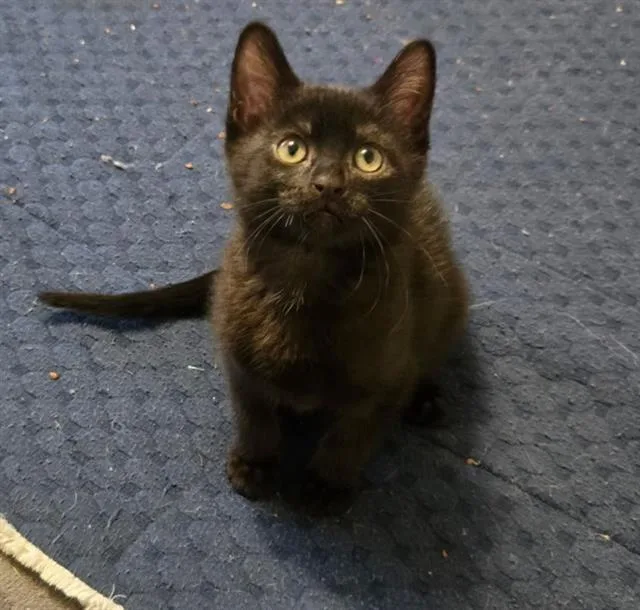 A baby small-sized female Domestic Short Hair cat named Alannah Myles for adoption in West Valley City, UT