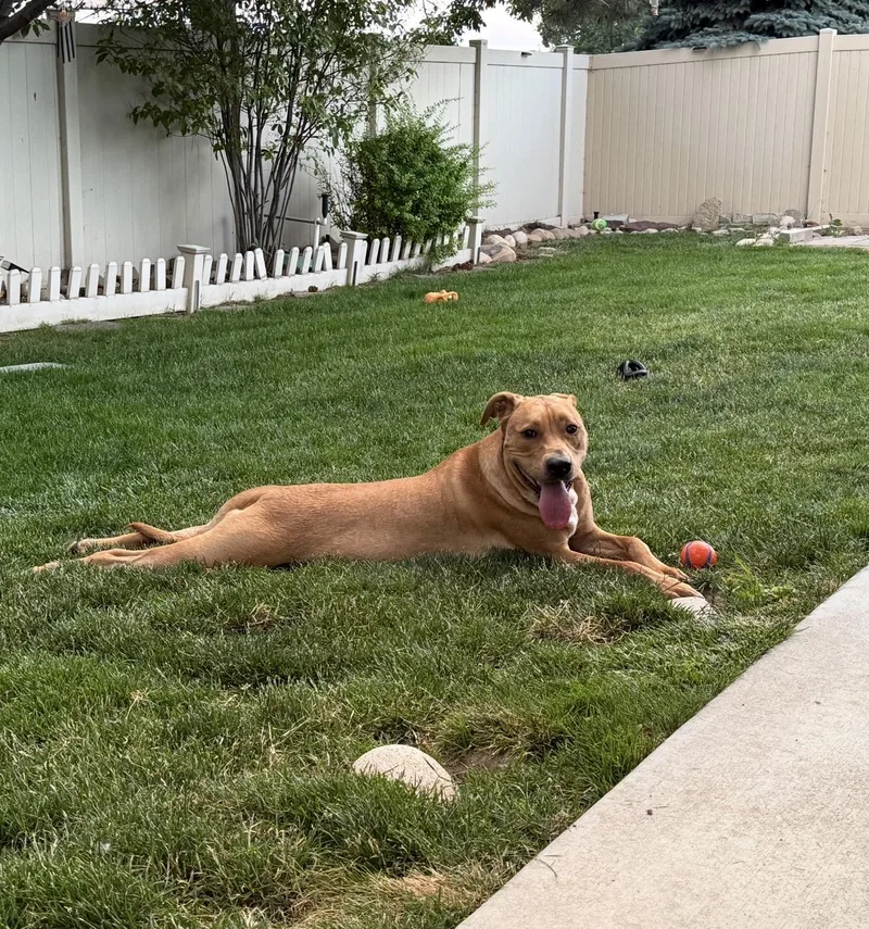 A young medium-sized male Golden Pit Bull Terrier dog named Jax for adoption in Boise, ID