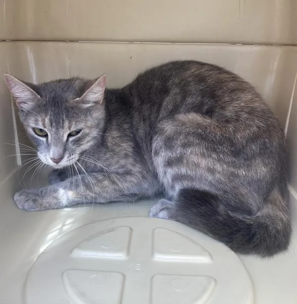 A young small-sized female Domestic Short Hair cat named Jojo for adoption in Troutdale, OR