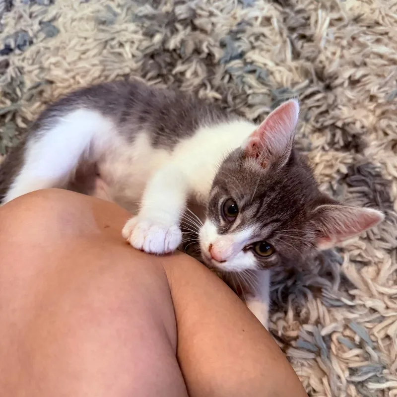 A baby small-sized male White Domestic Short Hair cat named Guppy for adoption in Middleton, WI