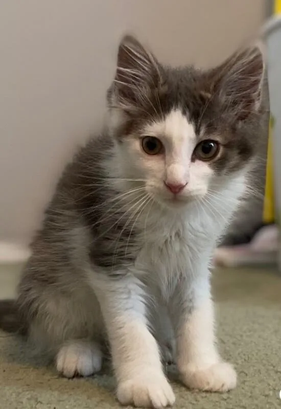 A young medium-sized male Gray / Blue / Silver Domestic Medium Hair cat named Chester for adoption in North Babylon, NY