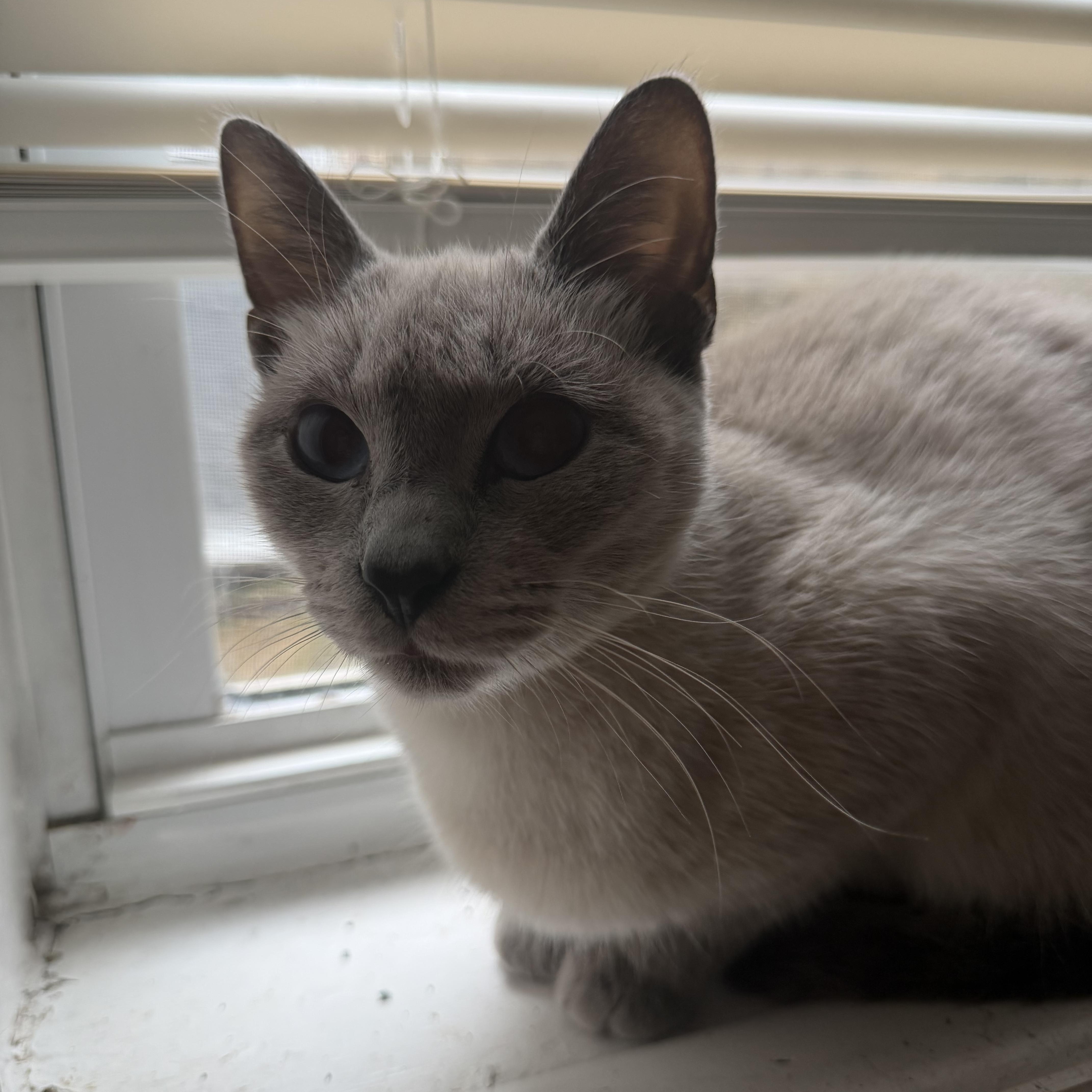 A young medium-sized female Siamese cat named Bubbles for adoption in Philadelphia, PA