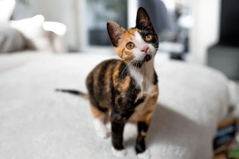 A baby small-sized female Domestic Short Hair cat named Astrid for adoption in Dallas, TX