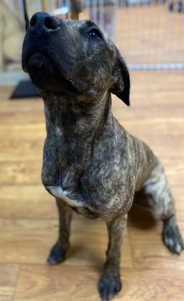 A young medium-sized female Mixed Breed dog named Hunny for adoption in Ocala, FL