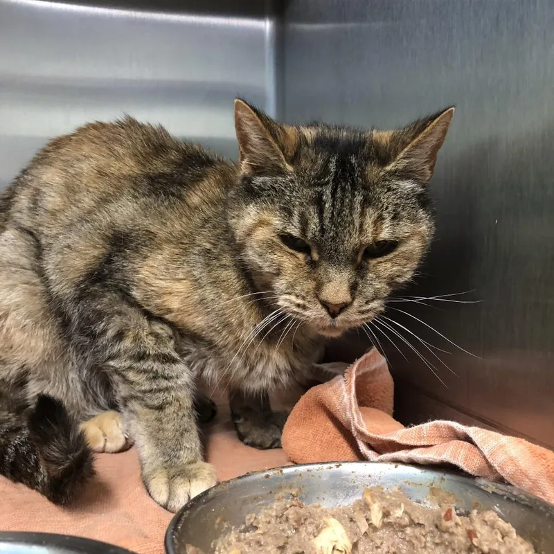 A senior medium-sized female Tabby (Brown / Chocolate) Domestic Short Hair cat named Mildred for adoption in Prineville, OR