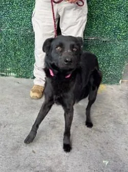 An adult medium-sized female Black Shepherd dog named Goose for adoption in El Paso, TX