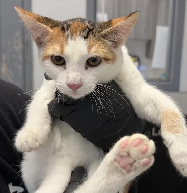 A baby small-sized female Domestic Short Hair cat named Trix for adoption in San Diego, CA