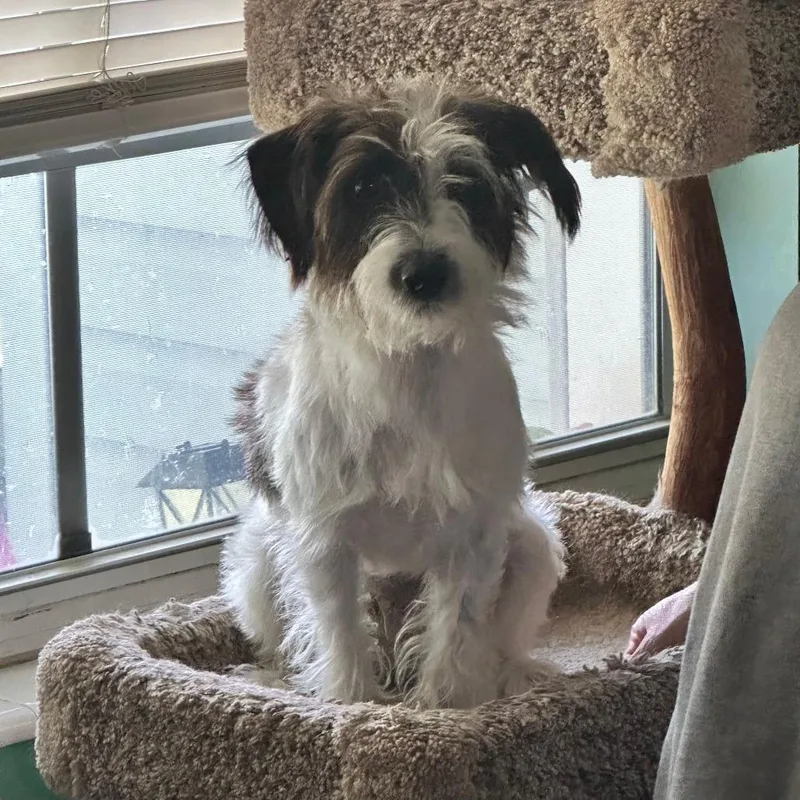 An adult small-sized male Terrier dog named Stanley for adoption in TITUSVILLE, FL